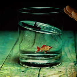 waterglassfish