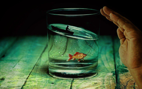 waterglassfish_878639612